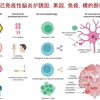 自己免疫性脳炎の免疫病態と進行中の臨床試験　―なぜこの薬が選ばれたのか？―