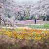桜と芝桜の競演が楽しめる「東武トレジャーガーデン」は夢のような庭園でした！