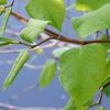 英国史上最悪の帰化植物イタドリ（Japanese Knotweed）