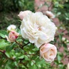 ＊花盛りのミニバラたち♡