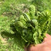 好天に誘われ山へ山菜採り