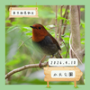 水元公園（葛飾区）｜コマドリ、オオタカ、カワセミなど【4月】