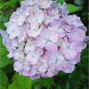 やっぱり紫陽花ですか？