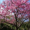 １月の桜祭りの時