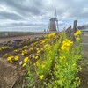 菜の花と風車小屋