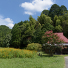 百日紅のあるお寺