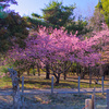 高崎自然の森の河津桜～つくば市とその周辺の風景写真案内（１２４６） 