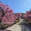 有須田家 しだれ梅