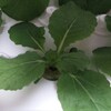 ミニ白菜15日目(水耕栽培)