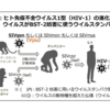 サル免疫不全ウイルスが、ヒトの感染伝播防御機構を克服できる可能性－東京医歯大ほか