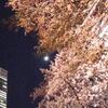 【西新宿】妖艶な、夜桜。