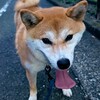 くやしさをパワーに変えてそれぞれの町田戦