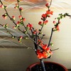 今年も咲いた鉢植えの花