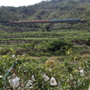 台湾鉄道撮影　南廻線（南迴線）枋山－枋野信号場