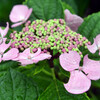 紫陽花
