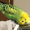 ものすごくクセになる魅惑の香り「インコ臭」の謎に迫る！！！