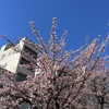 熱海桜　満開❗️
