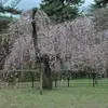 京都桜情報　２０２６　随時更新