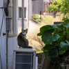 玄海諸島のねこさん