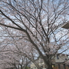 🌸満開の桜🌸