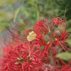 野の花と虫と