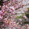 八重桜の散歩道～・・・