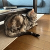 猫、毛に潤いが無い