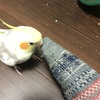 飼い主の足臭くても足が好き