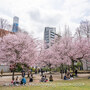 【Z 9 & NIKKOR Z 24-120 mm f/4 S・仙台市内】やっと来た、仙台の春。錦町公園編。April 2024