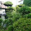 この暑さの中、久し振りに庭の草取りと庭木の剪定作業をしました