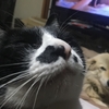 犬は猫を羨む？