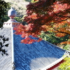 神武寺/散策/紅葉/Go to the temple/Autumn leaves/Life in Japan/Life in Zushi