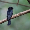 2026/2　パラワン探鳥記：Day 1
