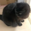 大阪マラソンターゲットタイム