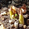 ミョウガの新芽が出たよ！