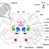 大脳基底核のモデル