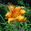  忘れ草が咲いたよ