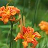 国色芳華33話～37話/杏林春満,萱草,盧照鄰 七夕泛舟