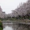 岐阜県観光大使の桜情報～地元は素敵な場所でした。～