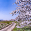 神通川さくら堤の桜