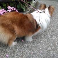 犬が朝吐く 空腹や寒暖差による不調が原因かも 判断と回復方法 住宅ローンをスピード完済した家
