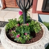 冬の花を植える楽しみ
