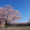 南畑桜広場　三重県鈴鹿市