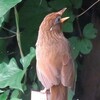 人間ドック・・