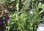 例の寄せ植え鉢。他の移植。タンポポの根の全景