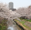 今年も海老川の桜に間に合いました「船橋市：海老川」