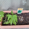 今年もまなさん、あきらさんの大好きなゴーヤーを植えてみる