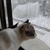 雪が積もった