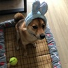 飼い主に弄ばれる犬