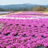 花夢の里：花めぐりシリーズ ⑯（広島県世羅郡世羅町）